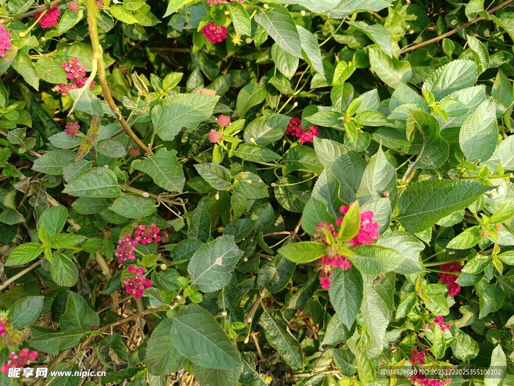 绿叶间的娇艳小红花