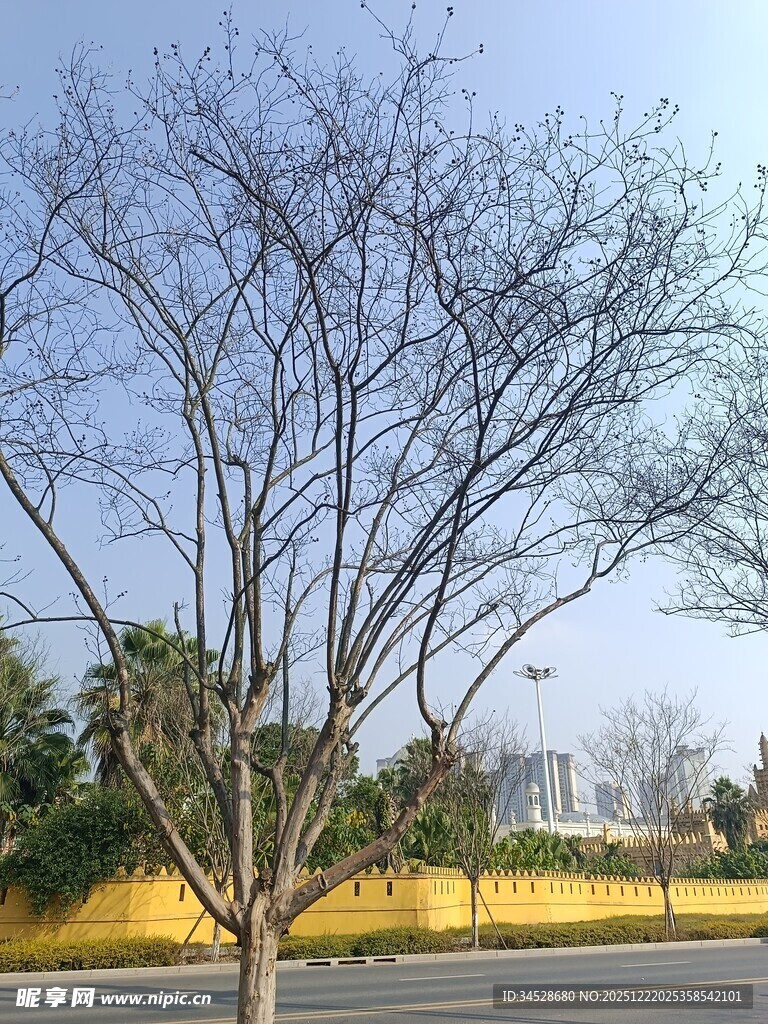 冬日路旁的光秃树木