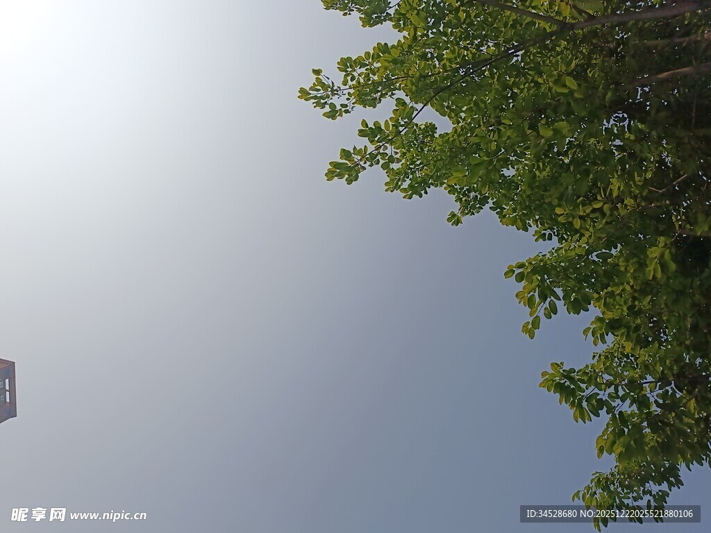 仰视绿树与晴朗天空