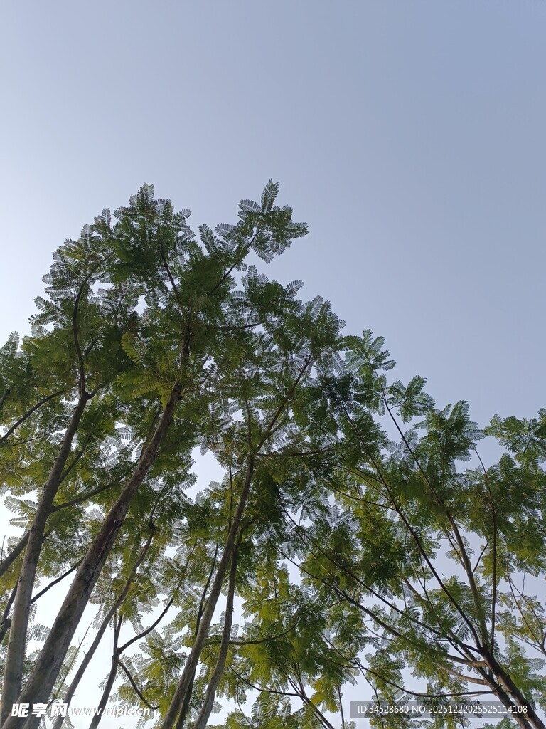 仰观挺拔翠绿竹林