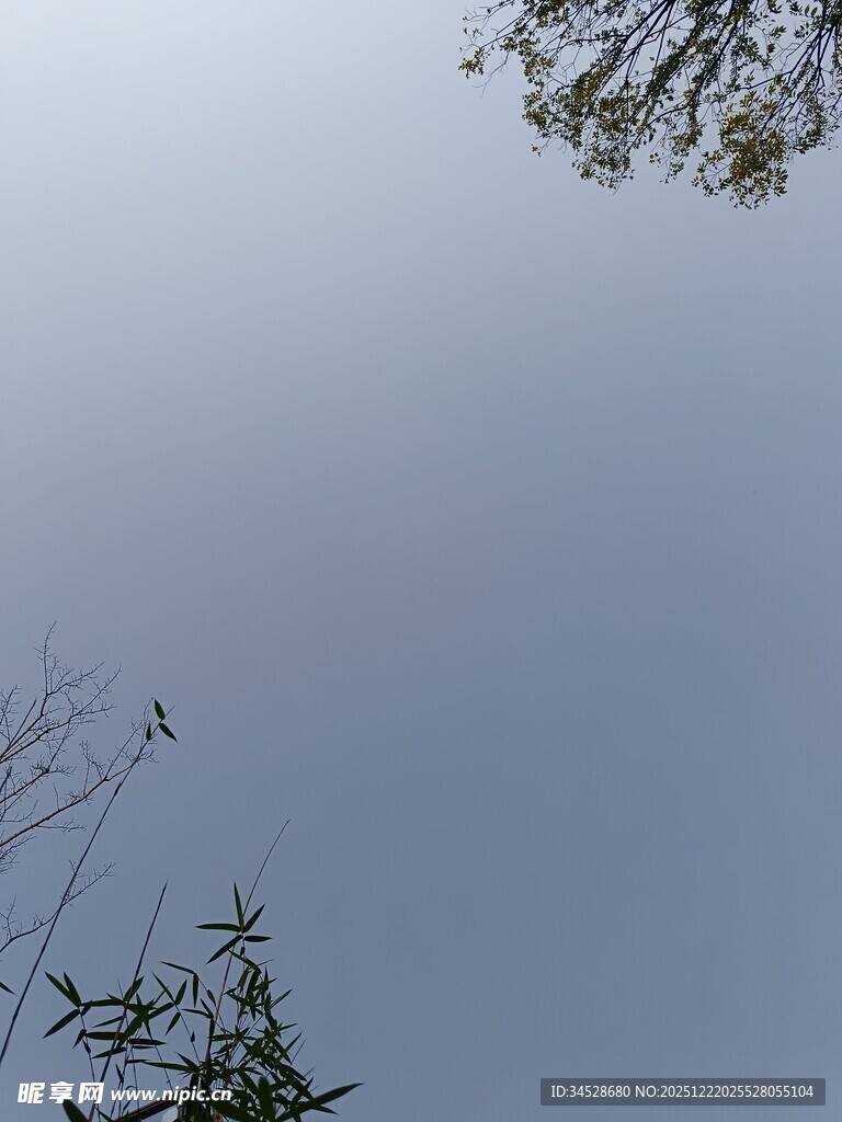 仰视天空中的枝叶