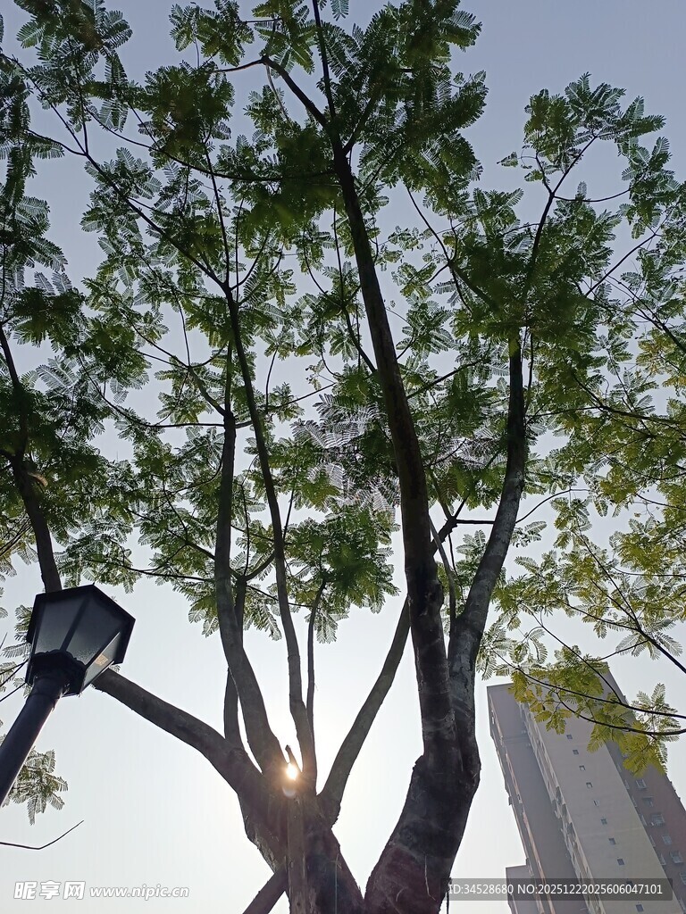 城市中高大的绿树与路灯