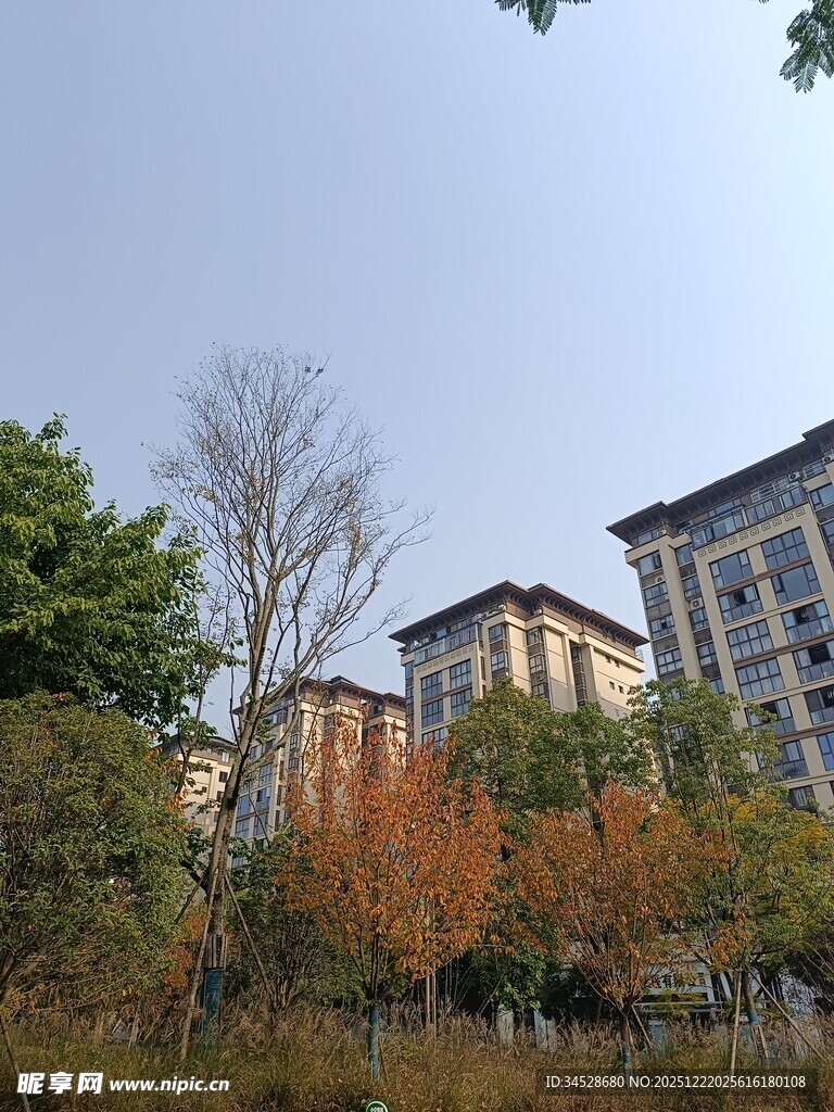 秋日小区旁的树木与建筑
