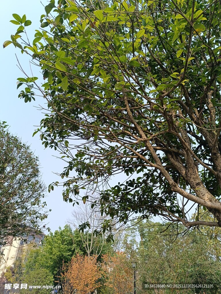 繁茂大树与周边绿植景观