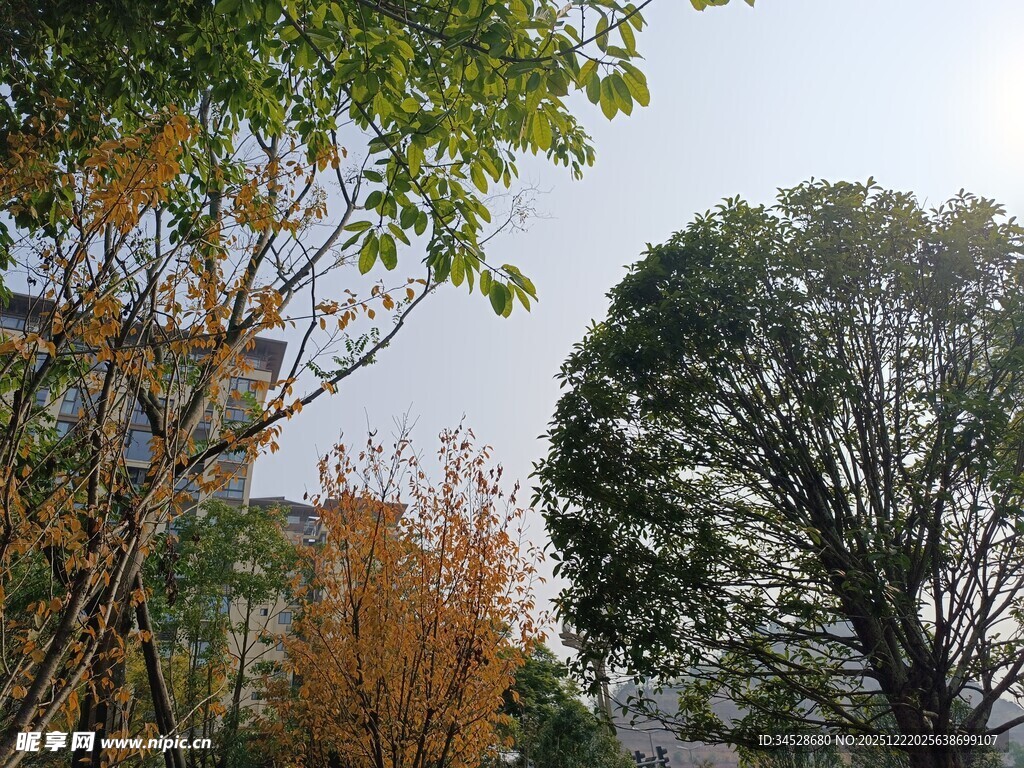 秋日户外树木景致