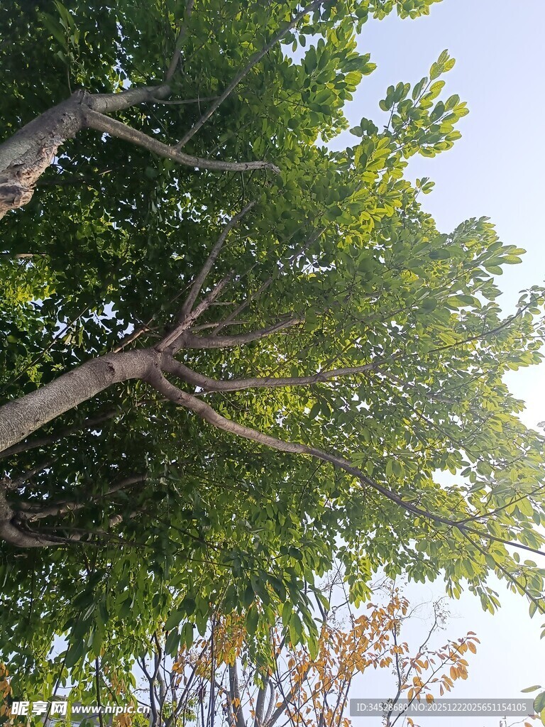 阳光下的繁茂绿树