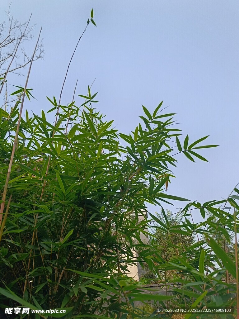 翠绿竹林与蓝天相映