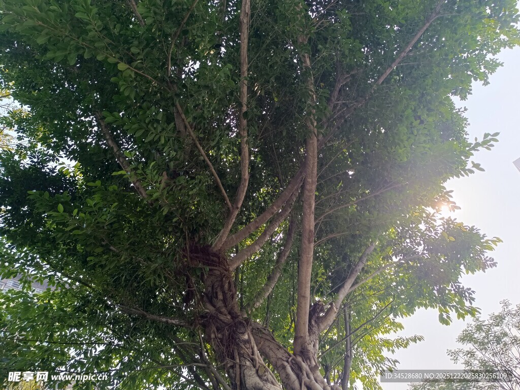 阳光穿透枝叶的绿意景象