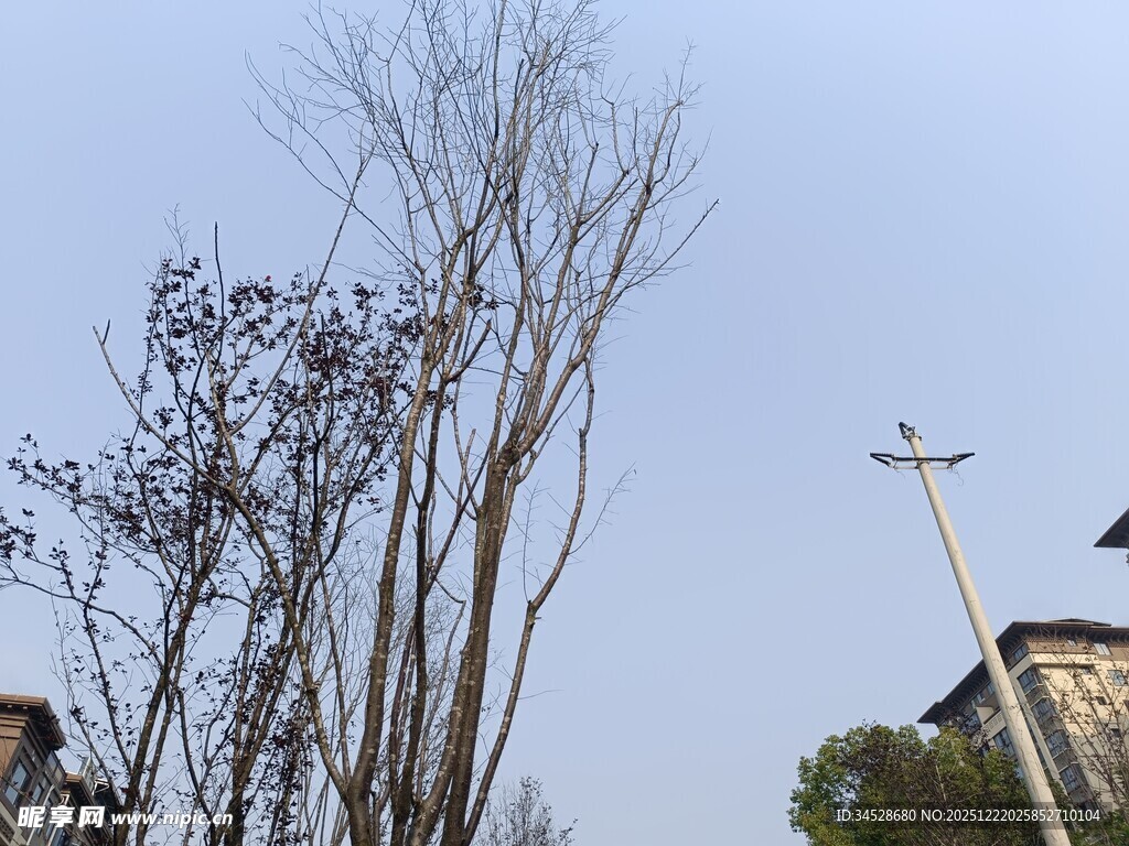 冬日枯树与远处建筑景观