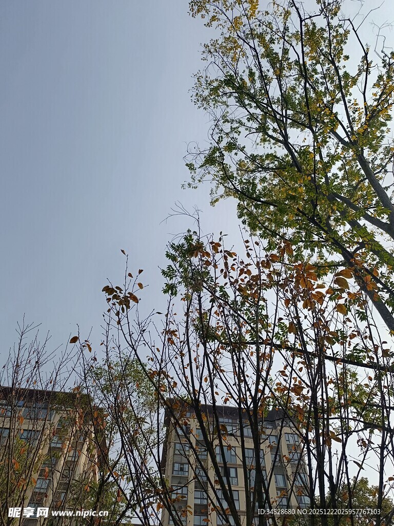 秋日树梢与楼景