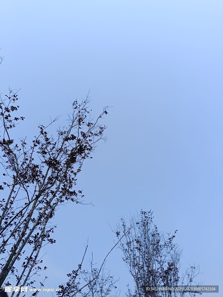 冬日树梢与淡蓝天际