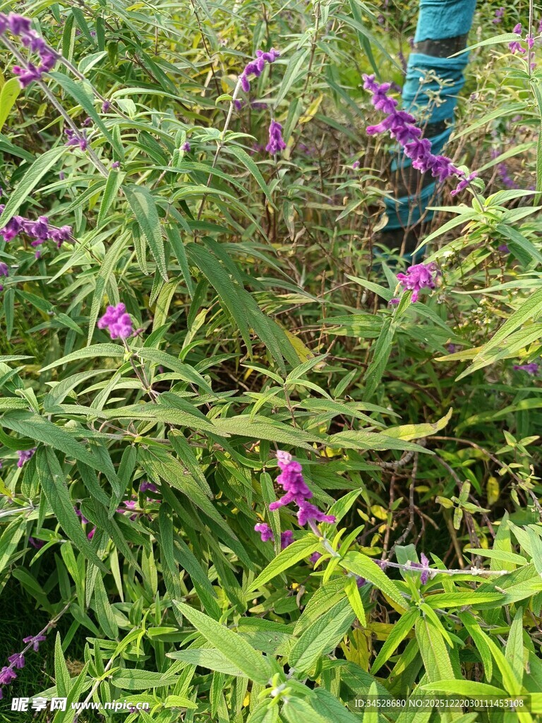 紫色野花与绿叶植物景观