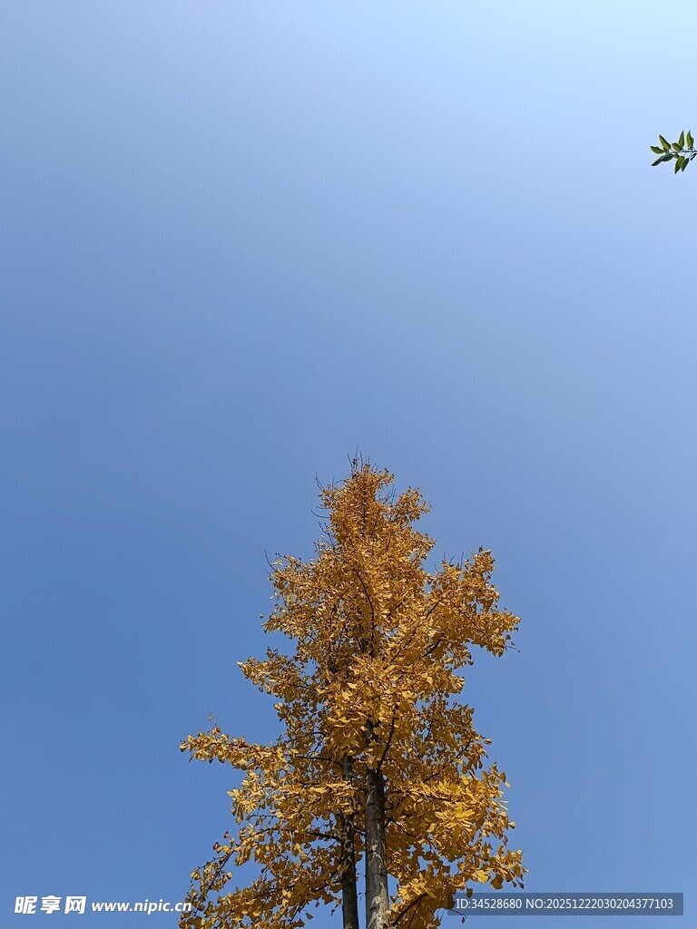 秋日蓝天中的金黄树木