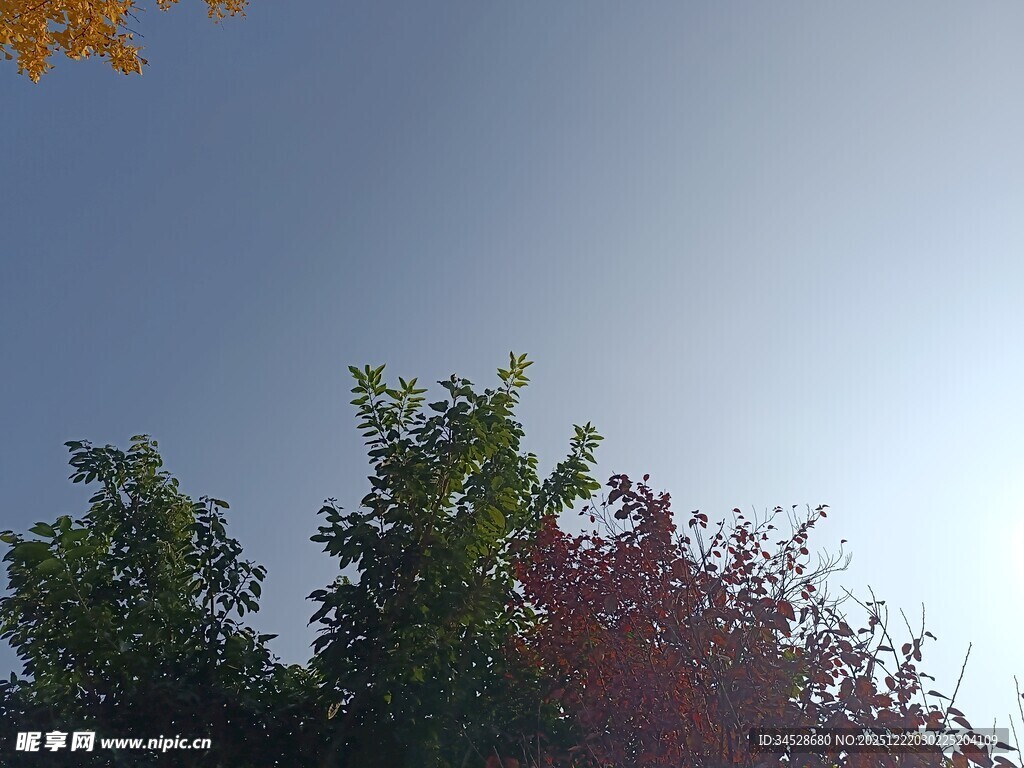 阳光下的绿树与蓝天