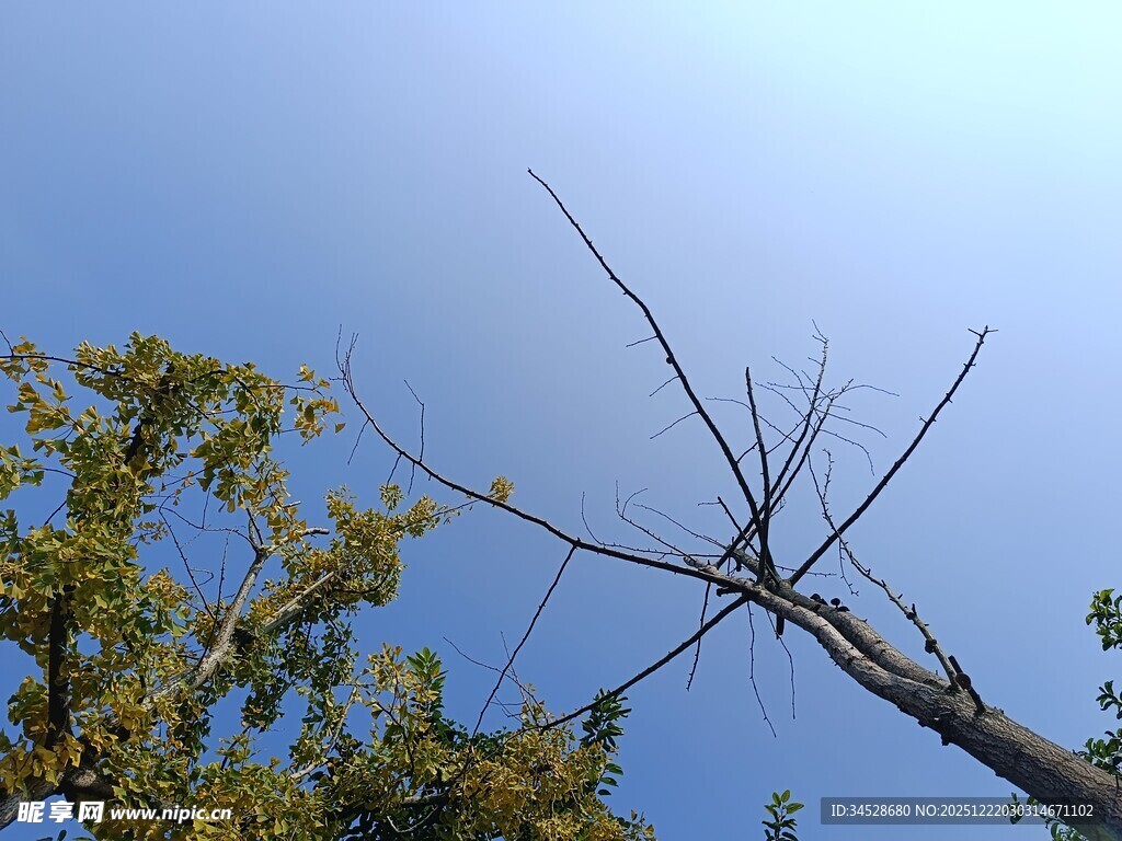 枯树与绿叶的天空景象