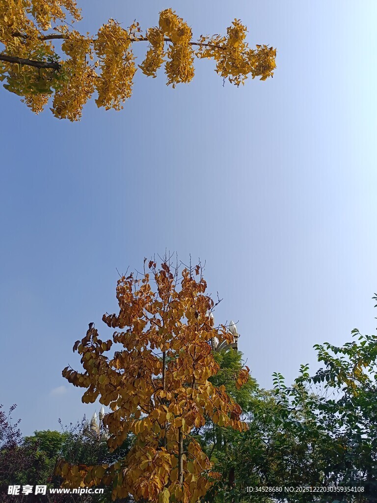 秋日树梢斑斓景致