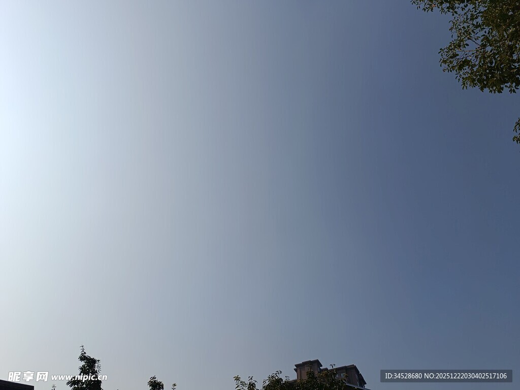 晴朗天空下的树梢景象