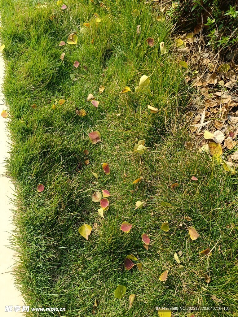 路边草地与散落枯叶