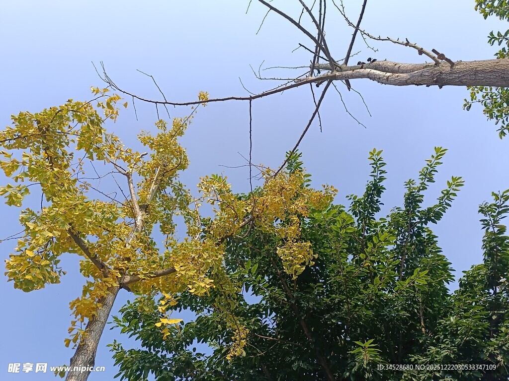 秋日树梢黄叶蓝天景致