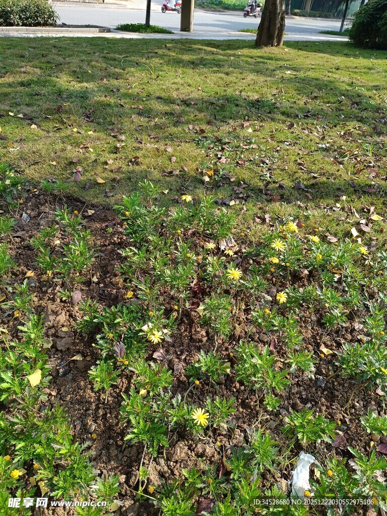 草坪上的落叶与绿植风貌