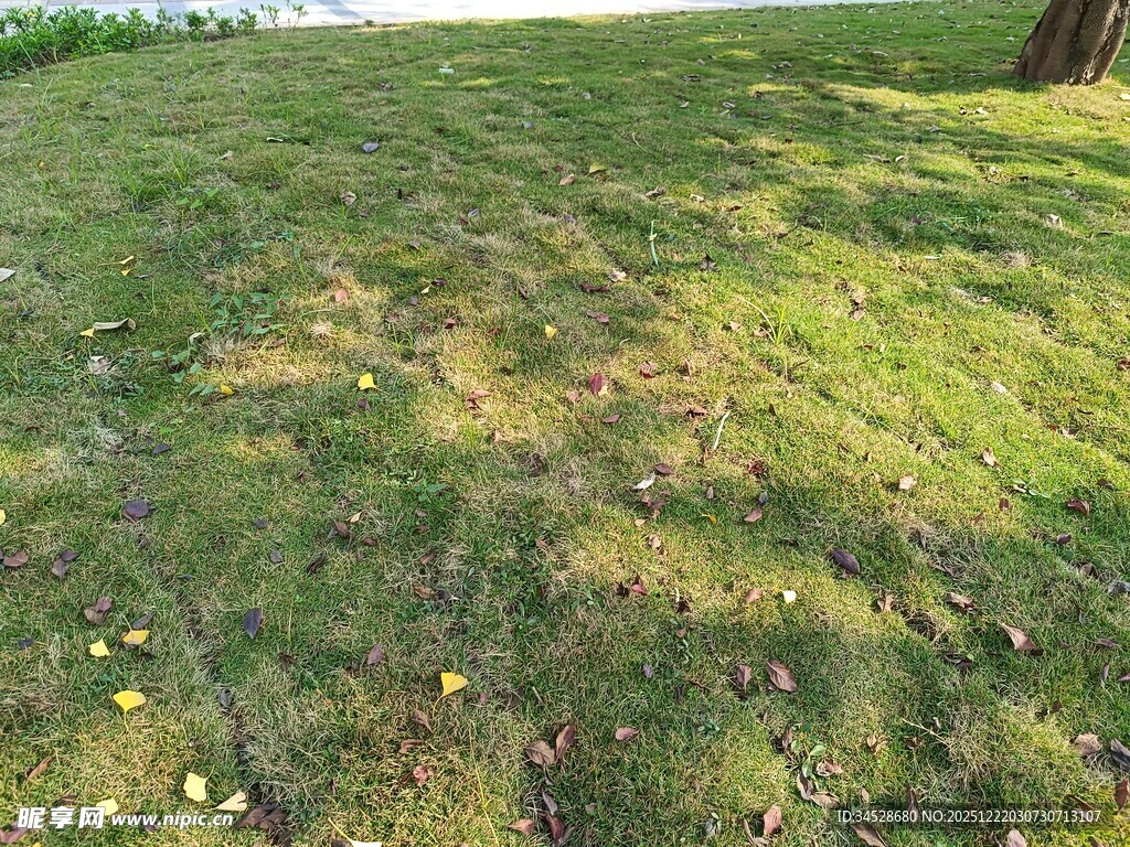 阳光下的翠绿草坪