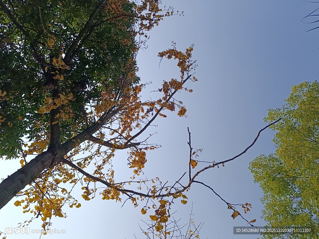 秋日枝头黄叶映蓝天