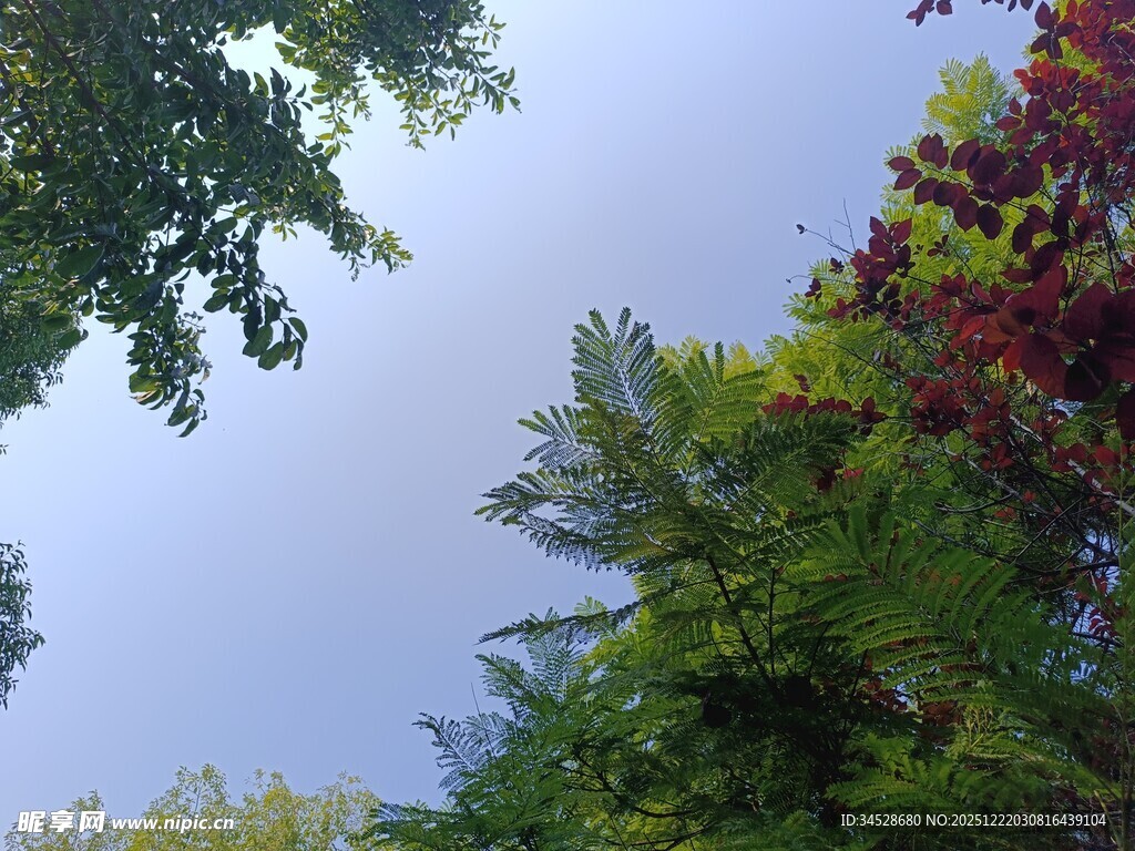 仰视多彩树木与天空
