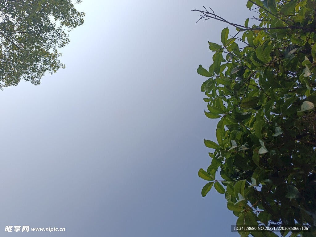 仰视绿树与天空景色