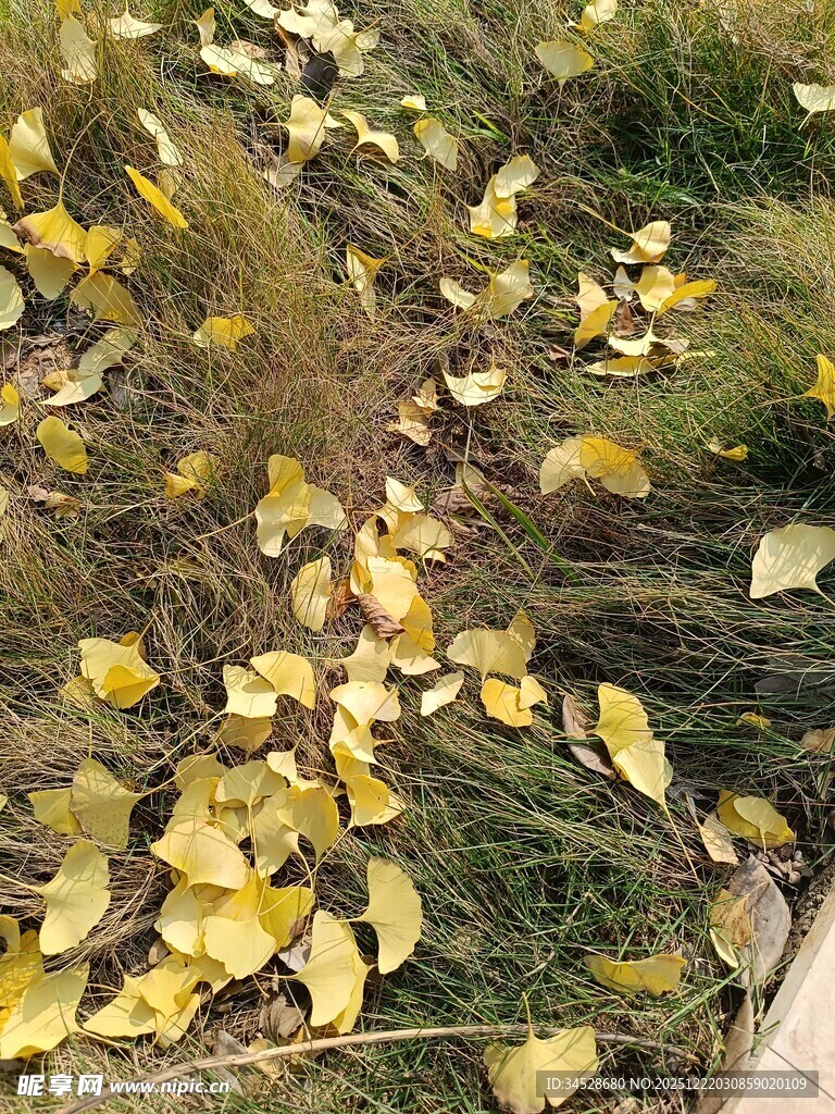 秋日银杏落叶铺满地面