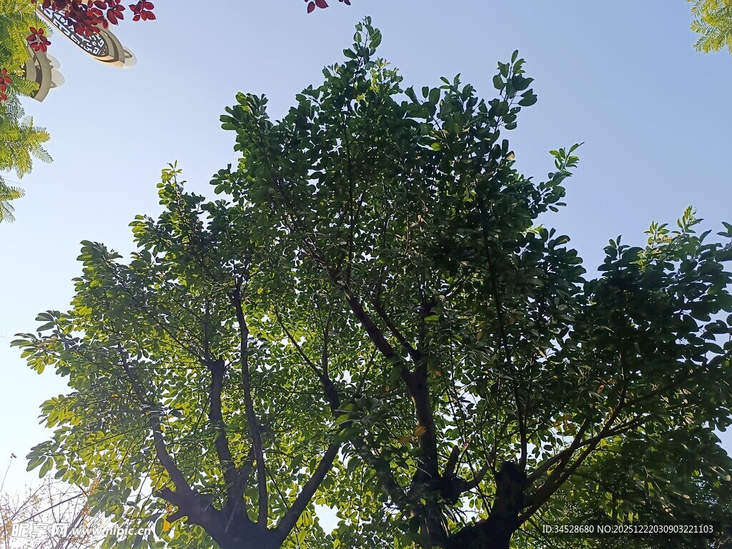 阳光下的繁茂绿树