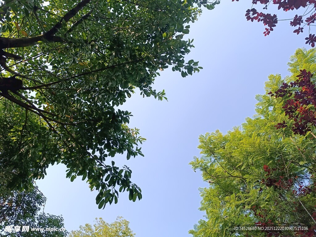 仰视繁茂绿树与蓝天
