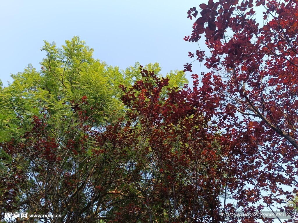 多彩树木展现自然之美