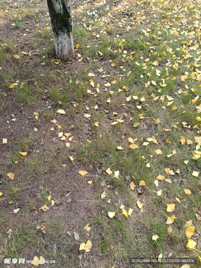 秋日树下落叶景致