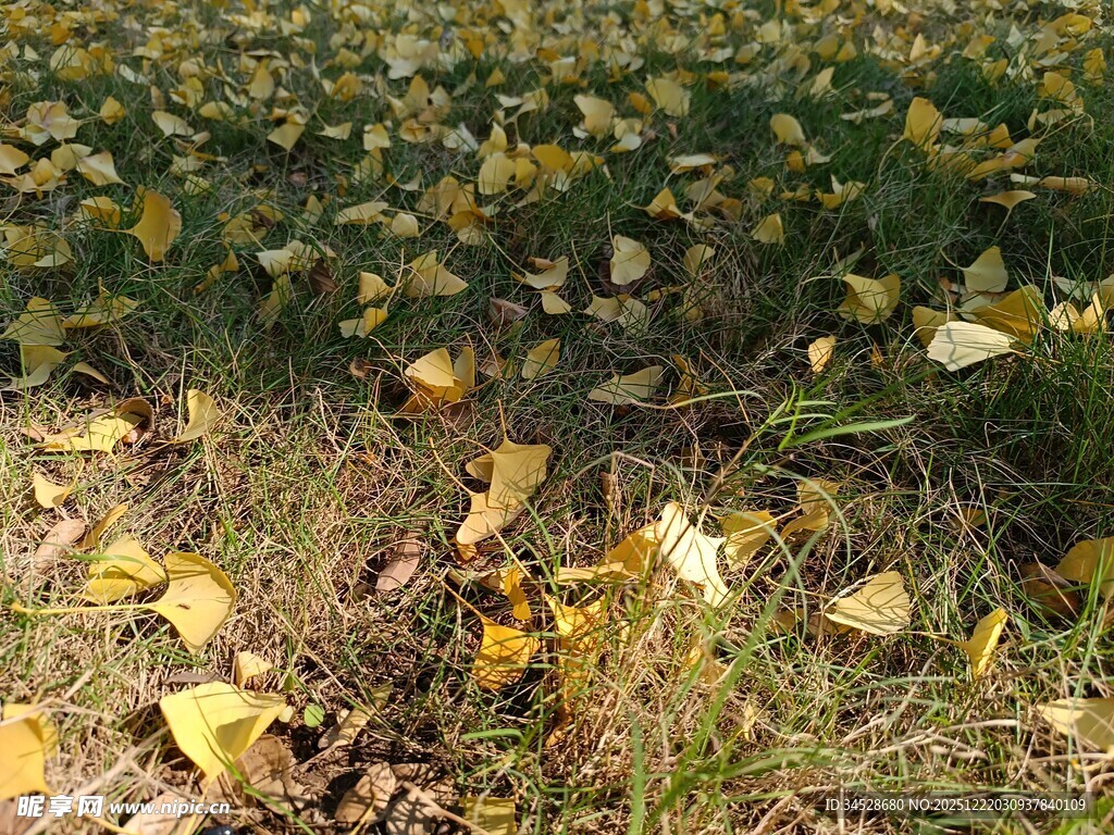 秋日落叶覆盖的草地