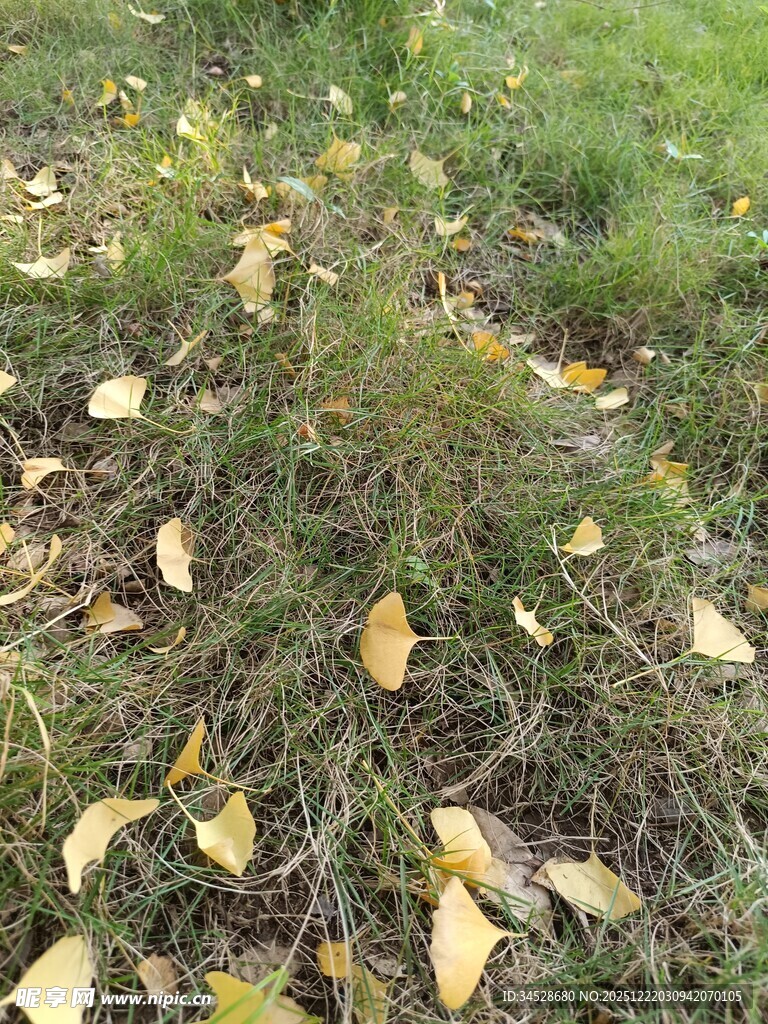 秋日草地落叶景象