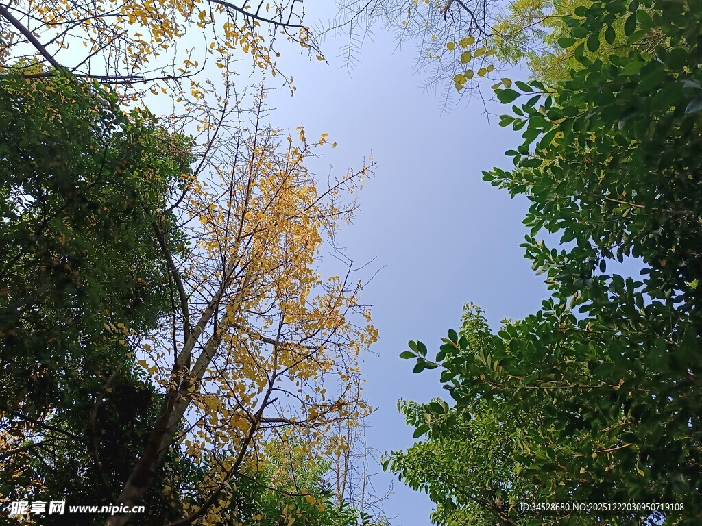 秋日林间树梢的光影美景