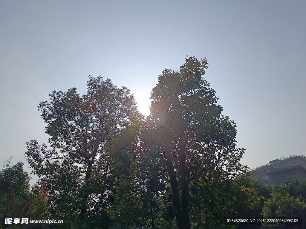 阳光穿透树林的美好景象