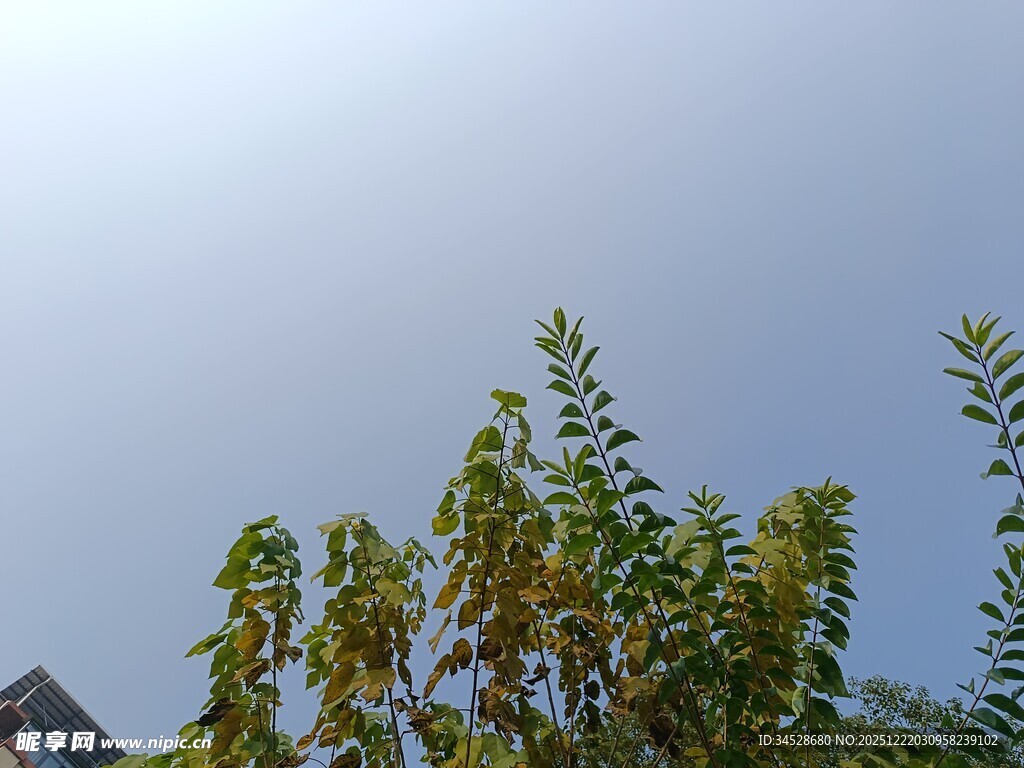 蓝天映衬下的葱郁树梢