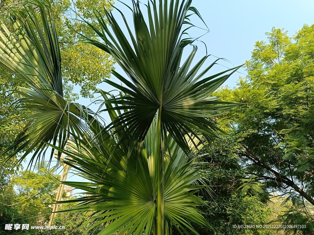 翠绿棕榈树与繁茂树林