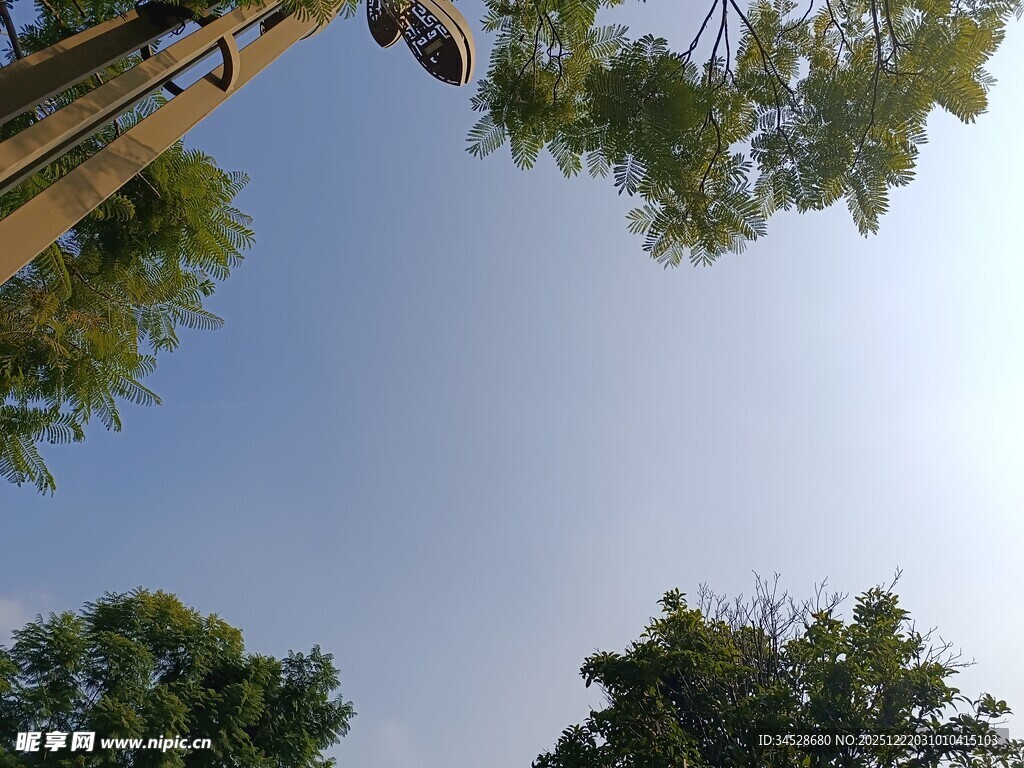 仰望林间蓝天与树木