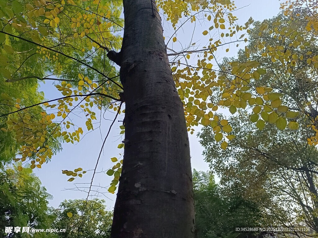 仰视高大树木与金黄树叶