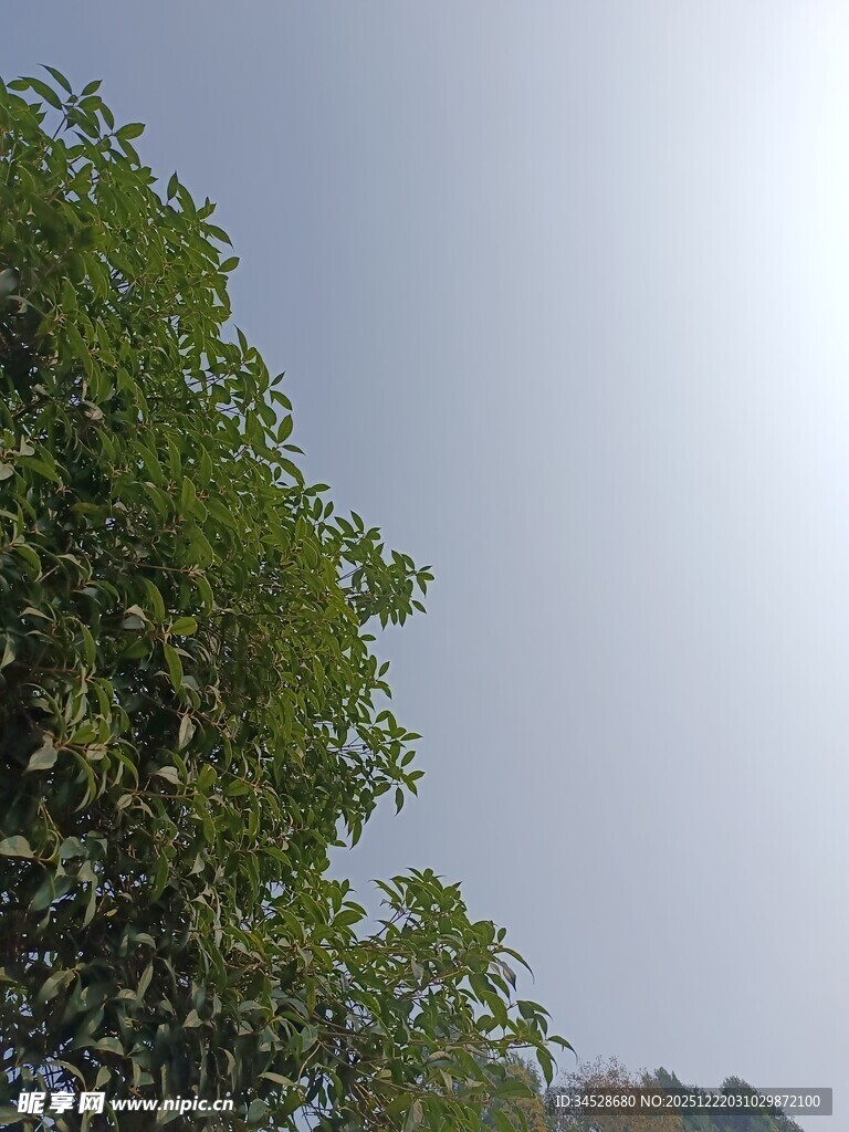 绿树蓝天自然景致