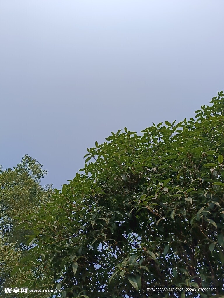 绿树蓝天自然景致