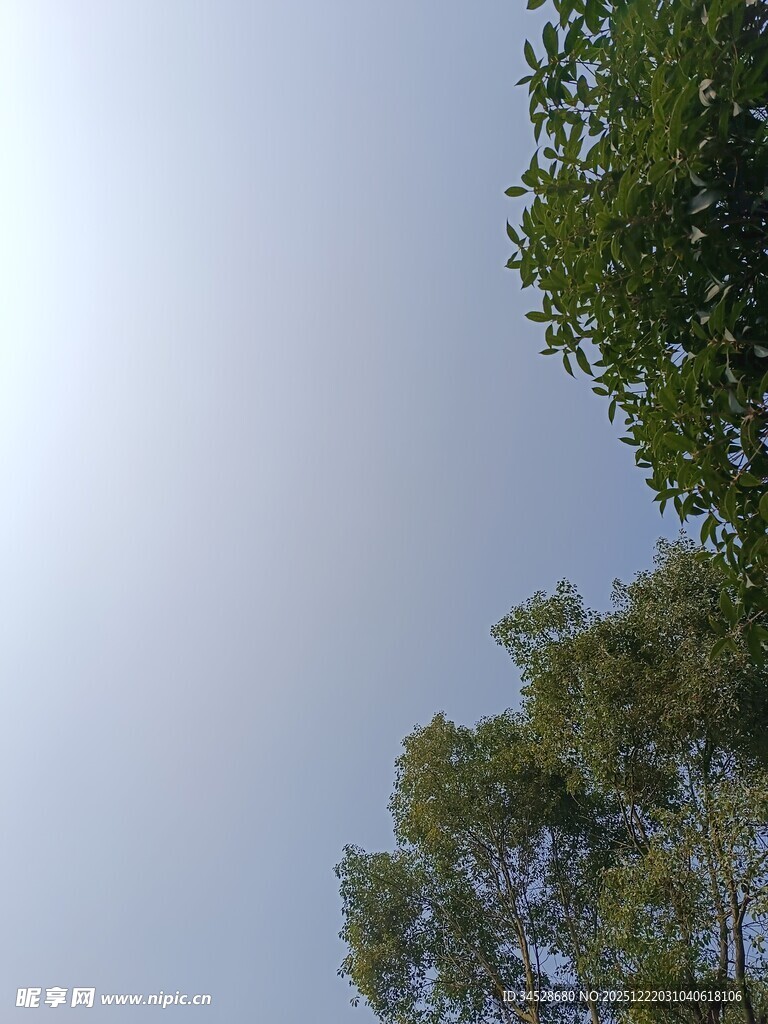 仰视绿树与天空