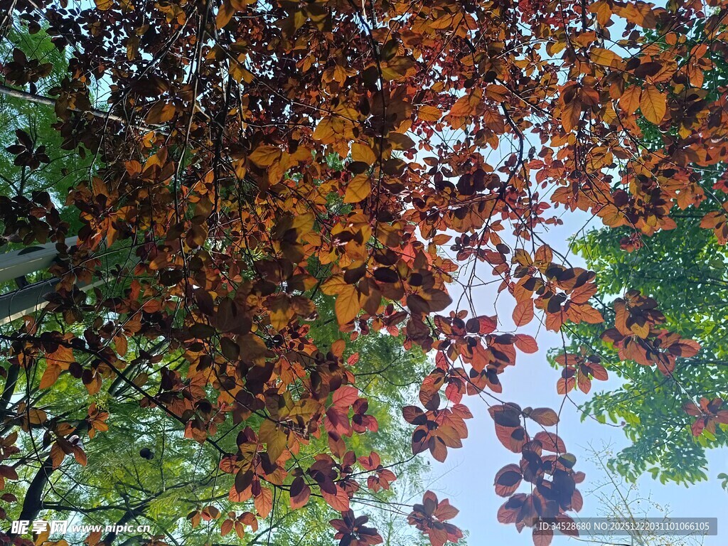 秋日斑斓树叶仰视景象