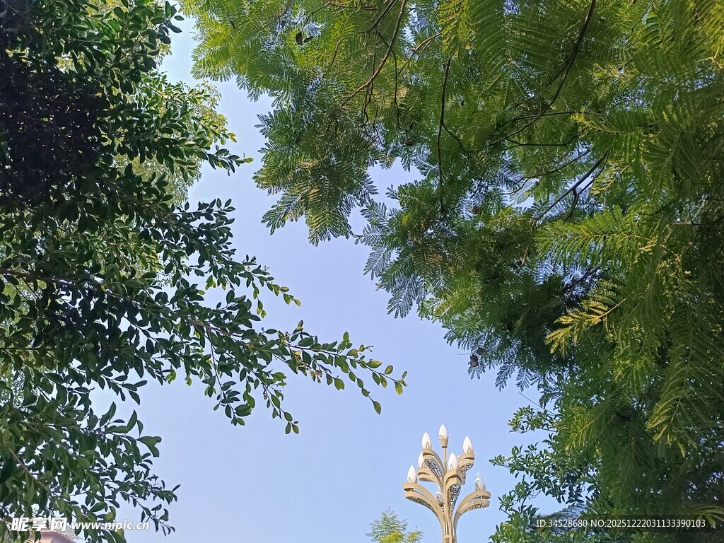 仰视绿树蓝天间的花朵