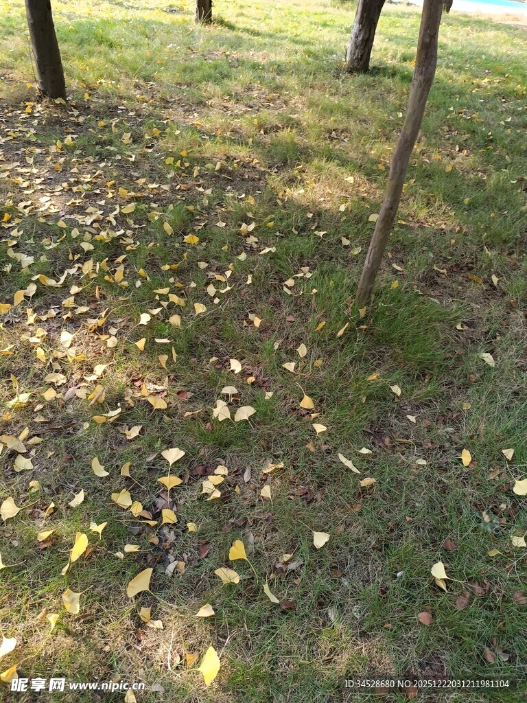 秋日草地落叶光影景致