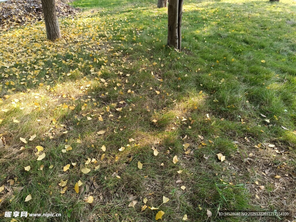 阳光下草地与树木景象