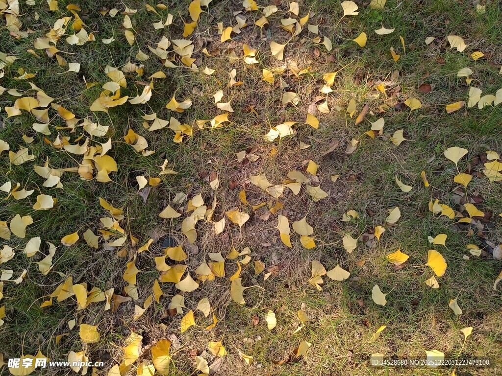 秋日落叶铺就斑斓地面
