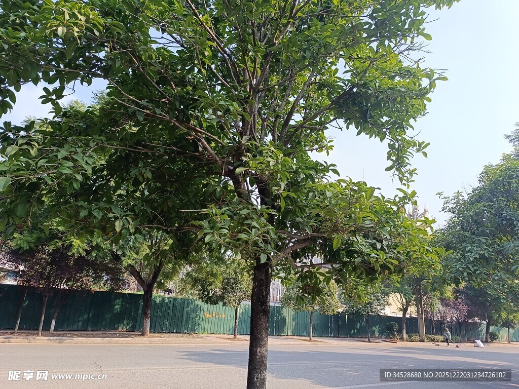 公园中的绿树与开阔场地